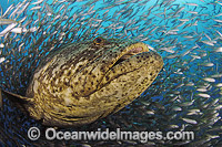 Atlantic Goliath Grouper surrounded by Baitfish Photo - Michael Patrick O'Neill