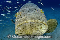 Atlantic Goliath Grouper Giant Grouper Photo - Michael Patrick O'Neill