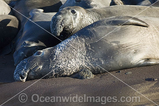 Elephant Seal Mirounga angustirostris photo Elephant Seal Mirounga angustirostris photo