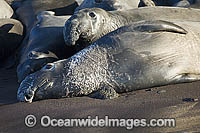 Elephant Seal Mirounga angustirostris Photo - Michael Patrick O'Neill