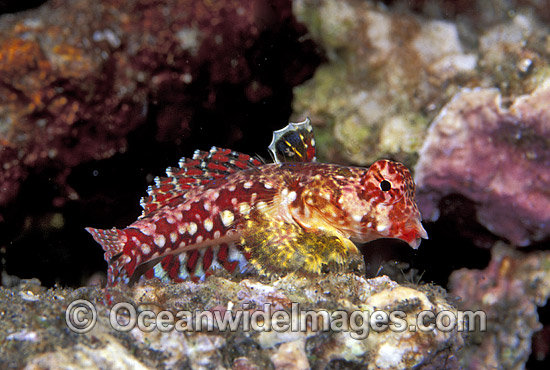 Morrison's Dragonet Neosynchiropus morrisoni photo Morrison's Dragonet Neosynchiropus morrisoni photo