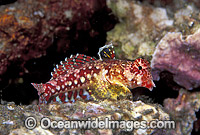 Morrison's Dragonet Neosynchiropus morrisoni Photo - Gary Bell