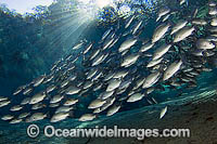 Schooling Mangrove Snapper Lutjanus griseus Photo - Michael Patrick O'Neill