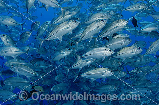 School of Big-eye Trevally photo School of Big-eye Trevally photo