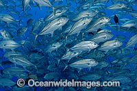 School of Big-eye Trevally Photo - Michael Patrick O'Neill