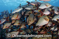 Schooling Paddletail Lutjanus gibbus Photo - Michael Patrick O'Neill
