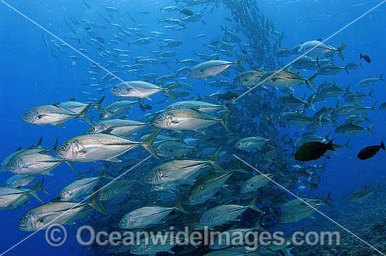 Schooling Big-eye Trevally Caranx sexfasciatus photo Schooling Big-eye Trevally Caranx sexfasciatus photo