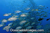 Schooling Big-eye Trevally Caranx sexfasciatus Photo - Michael Patrick O'Neill
