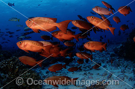 Schooling Crescent-Tail Bigeye Priacanthus hamrur photo Schooling Crescent-Tail Bigeye Priacanthus hamrur photo