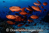 Schooling Crescent-Tail Bigeye Priacanthus hamrur Photo - Michael Patrick O'Neill