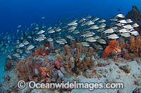 Schooling Cottonwick Haemulon melanurum Photo - Michael Patrick O'Neill