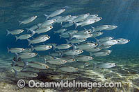 Schooling White Mullet Mugil curema Photo - Michael Patrick O'Neill