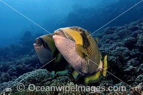 Titan Triggerfish courtship behaviour photo