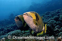 Titan Triggerfish courtship behaviour Photo - Michael Patrick O'Neill