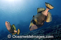Titan Triggerfish courtship behaviour Photo - Michael Patrick O'Neill