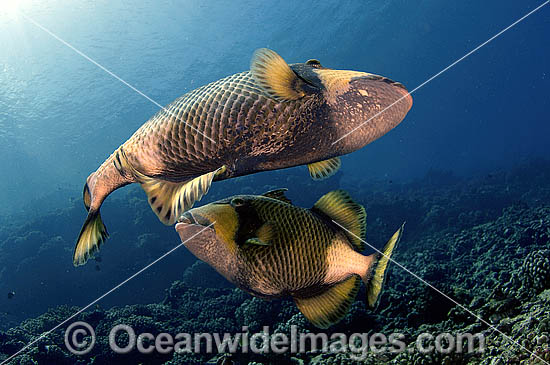 Titan Triggerfish courtship photo Titan Triggerfish courtship photo