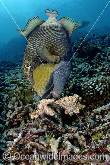 Titan Triggerfish attending nest photo Titan Triggerfish attending nest photo