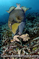 Titan Triggerfish attending nest Photo - Michael Patrick O'Neill