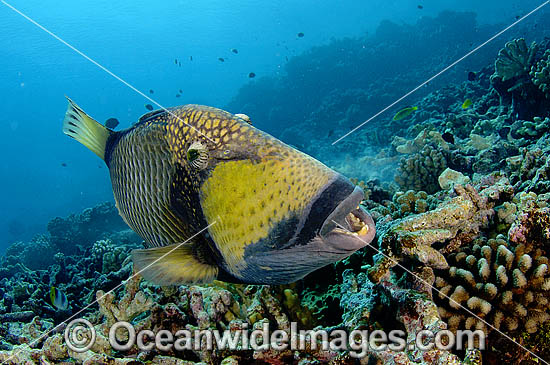 Titan Triggerfish courtship behaviour photo Titan Triggerfish courtship behaviour photo
