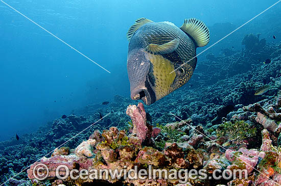 Titan Triggerfish attending nest photo