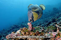 Titan Triggerfish attending nest Photo - Michael Patrick O'Neill