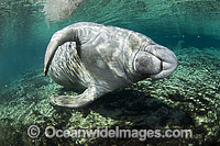Florida Manatee Photo - Michael Patrick O'Neill