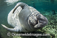 Florida Manatee Trichechus manatus latirostris Photo - Michael Patrick O'Neill