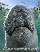Florida Manatee Sea Cow Photo - Michael Patrick O'Neill