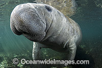 Florida Manatee Trichechus manatus latirostris Photo - Michael Patrick O'Neill