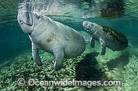 Florida Manatee Trichechus manatus latirostris Photo - Michael Patrick O'Neill