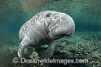 Florida Manatee Photo - Michael Patrick O'Neill