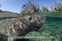 Florida Manatee Trichechus manatus latirostris Photo - Michael Patrick O'Neill