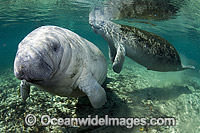 Florida Manatee Sea Cow Photo - Michael Patrick O'Neill