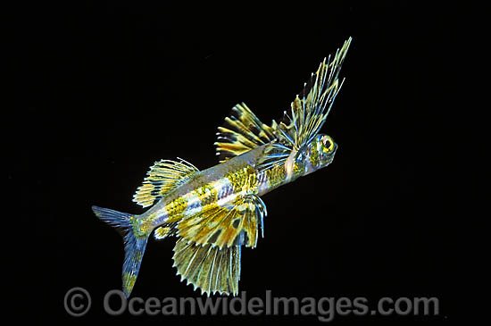 Flying Fish Cypselurus sp. photo Flying Fish Cypselurus sp. photo