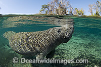 Florida Manatee Photo - Michael Patrick O'Neill