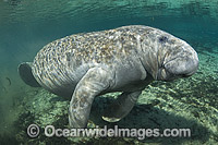 Florida Manatee Trichechus manatus latirostris Photo - Michael Patrick O'Neill