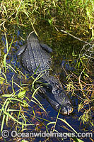 American Alligator Photo - Michael Patrick O'Neill