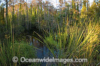 American Alligator Alligator mississippiensis Photo - Michael Patrick O'Neill
