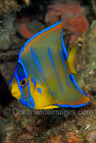 Queen Angelfish juvenile photo Queen Angelfish juvenile photo