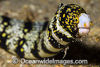 Starry Moray Eel Echidna nebulosa Photo - Michael Patrick O'Neill