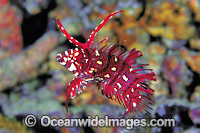 Reindeer Wrasse Novaculichthys taeniourus Photo - Gary Bell