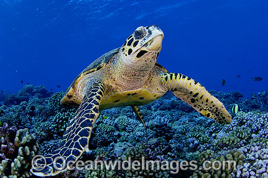 Hawksbill Sea Turtle Eretmochelys imbricata photo Hawksbill Sea Turtle Eretmochelys imbricata photo