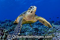 Hawksbill Sea Turtle Eretmochelys imbricata Photo - Michael Patrick O'Neill
