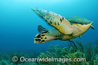 Hawksbill Sea Turtle Photo - Michael Patrick O'Neill