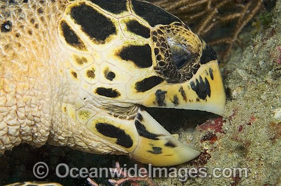 Hawksbill Sea Turtle feeding on sponge photo Hawksbill Sea Turtle feeding on sponge photo