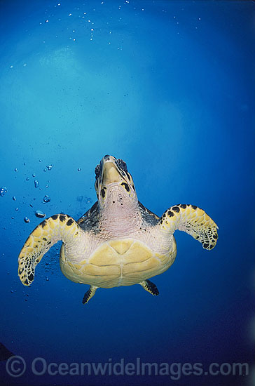 Hawksbill Sea Turtle Eretmochelys imbricata photo Hawksbill Sea Turtle Eretmochelys imbricata photo