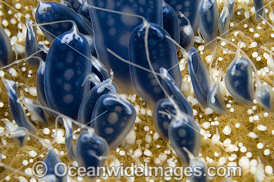 Upside Down Jellyfish Cassiopea xamachana photo Upside Down Jellyfish Cassiopea xamachana photo