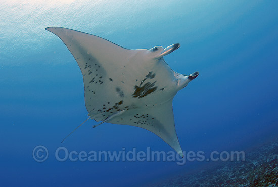 Manta Ray Manta birostris photo