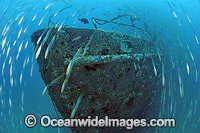 Shipwreck graveyard Atlantic Photo - Michael Patrick O'Neill