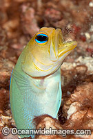 Yellowhead Jawfish Opistognathus aurifrons Photo - MIchael Patrick O'Neill